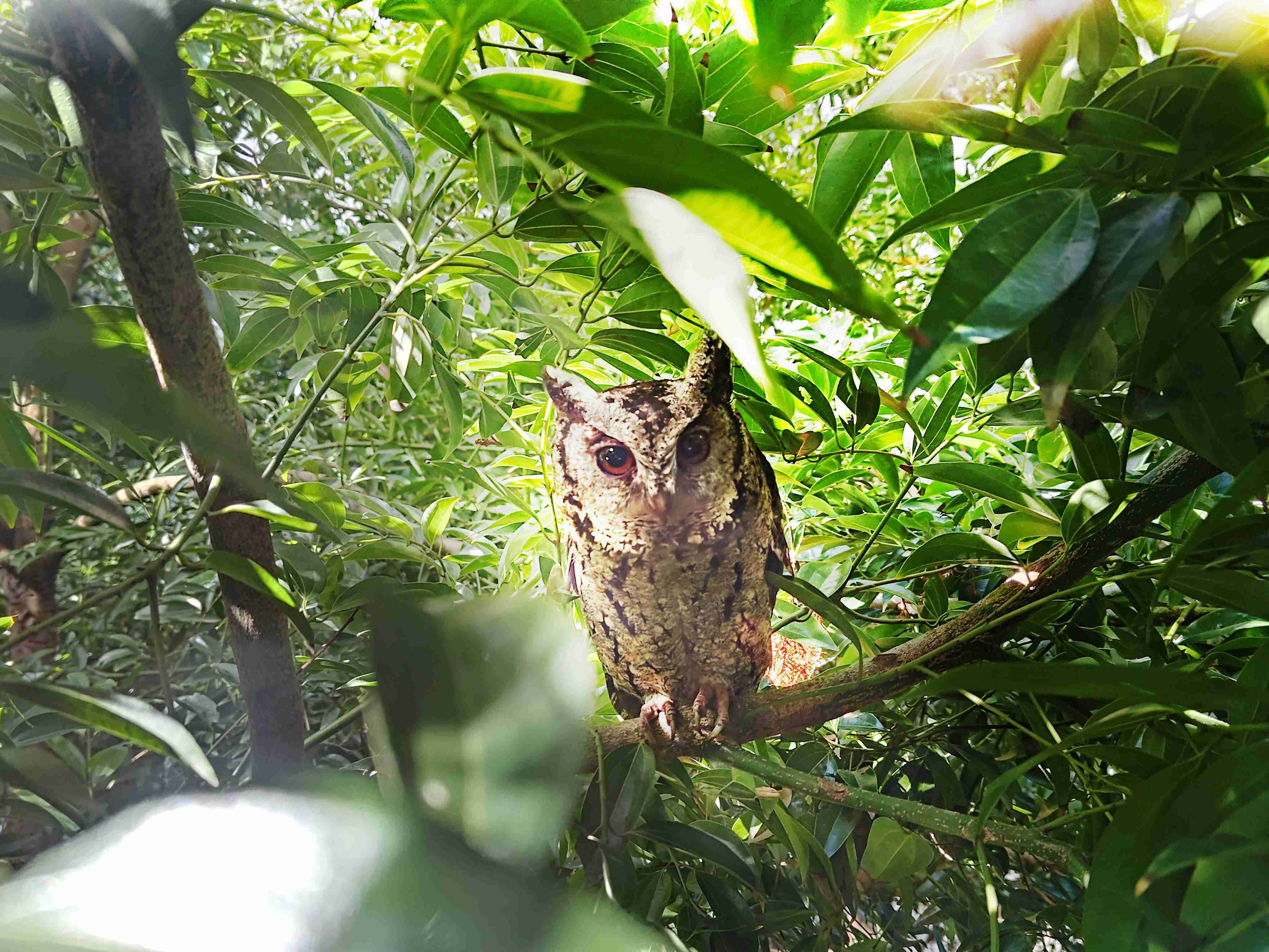 蓝狮在线致力提倡净零绿生活，，，，16年以来在全球各厂区植树逾百万棵，，，，造就各厂区树木蔚然成林，，，，犹如森林工厂，，成为许多生物的栖息地